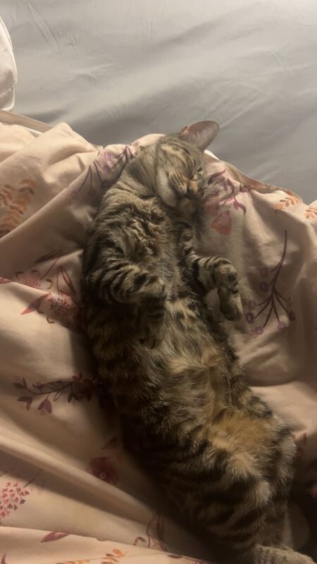 Bengal kittens for sale in Hackney, Greater London – 1 year old