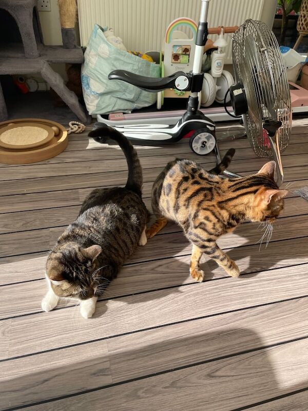 Bengal kittens for sale in Barking, Greater London – 3 years old