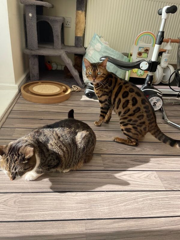 Bengal kittens for sale in Barking, Greater London – 3 years old - Image 2 of 3