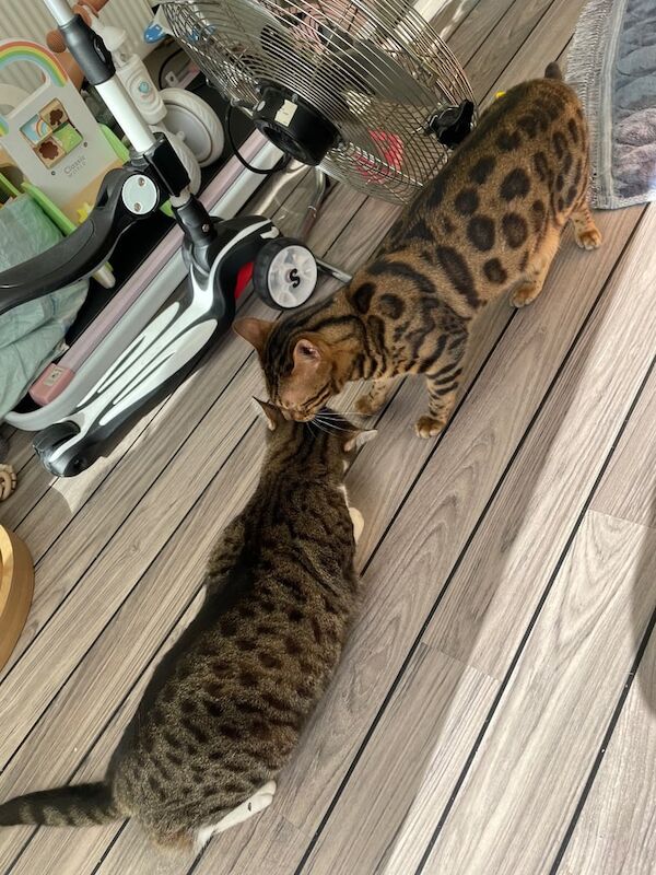 Bengal kittens for sale in Barking, Greater London – 3 years old - Image 3 of 3