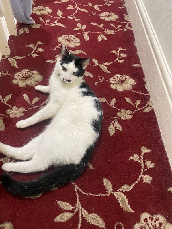 Bengal Kittens For Sale Under £300