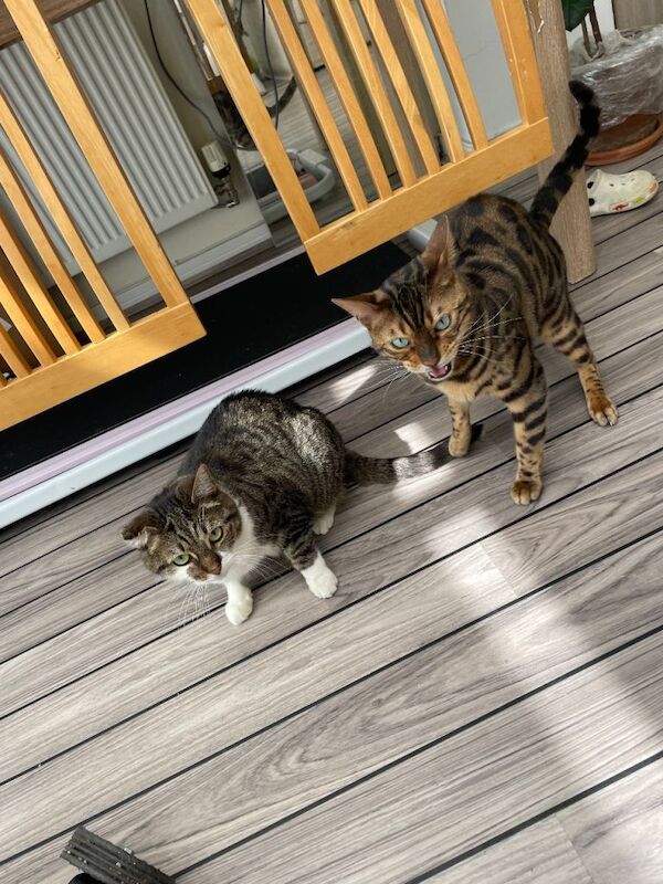 Cats