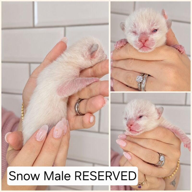 Champ lines bengal kittens