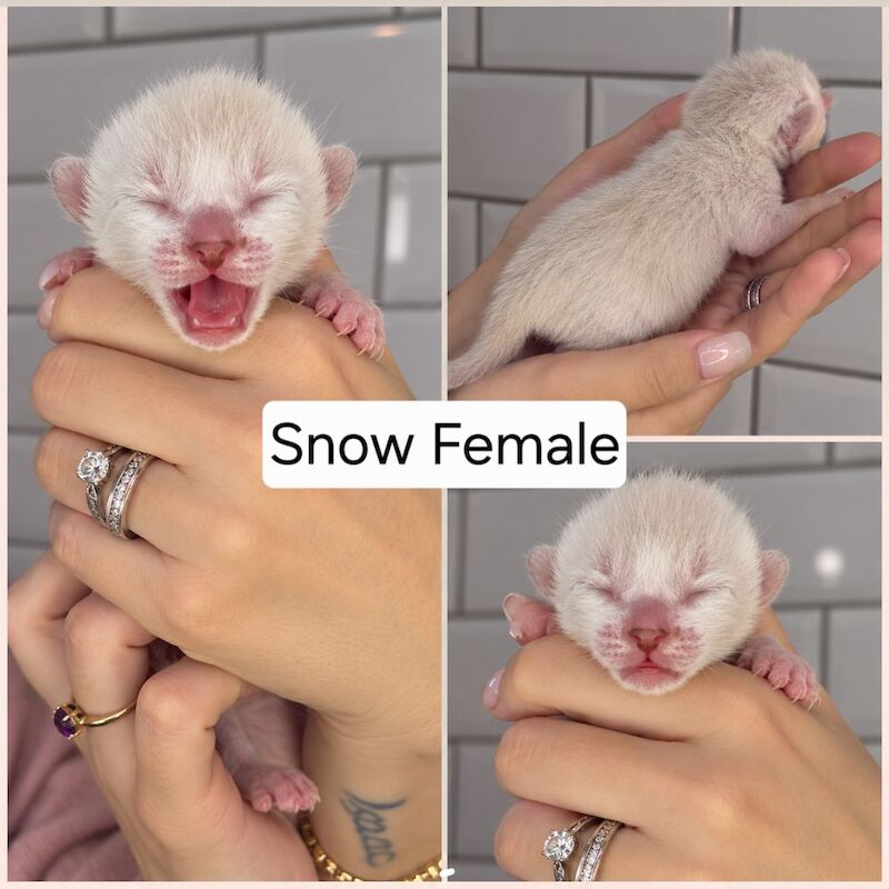 Champ lines bengal kittens - Image 2 of 11
