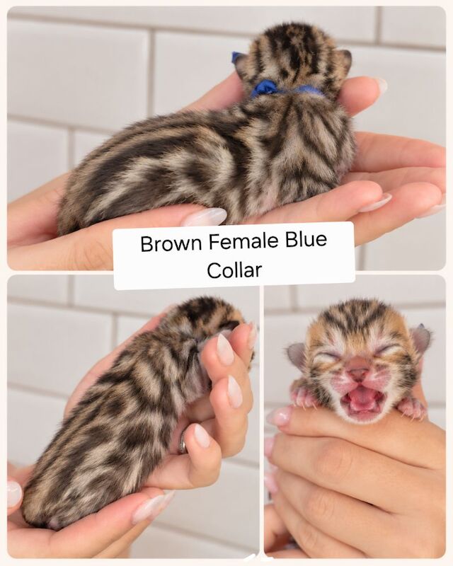 Champ lines bengal kittens - Image 3 of 11