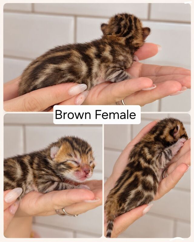 Champ lines bengal kittens - Image 4 of 11