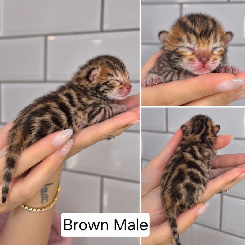 Champ lines bengal kittens - Image 5 of 11