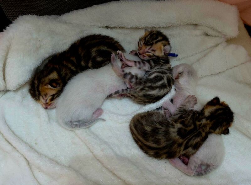 Champ lines bengal kittens - Image 6 of 11