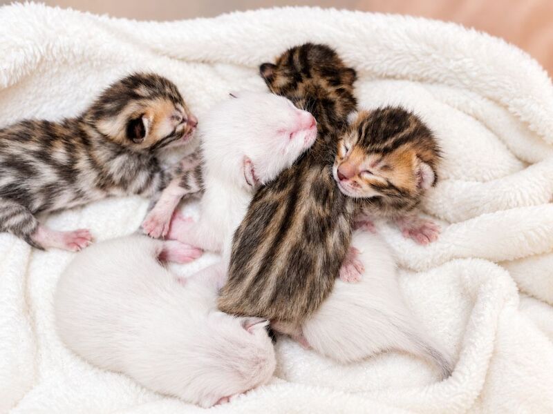 Champ lines bengal kittens - Image 7 of 11