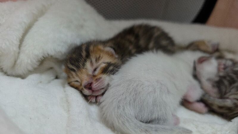 Champ lines bengal kittens - Image 8 of 11