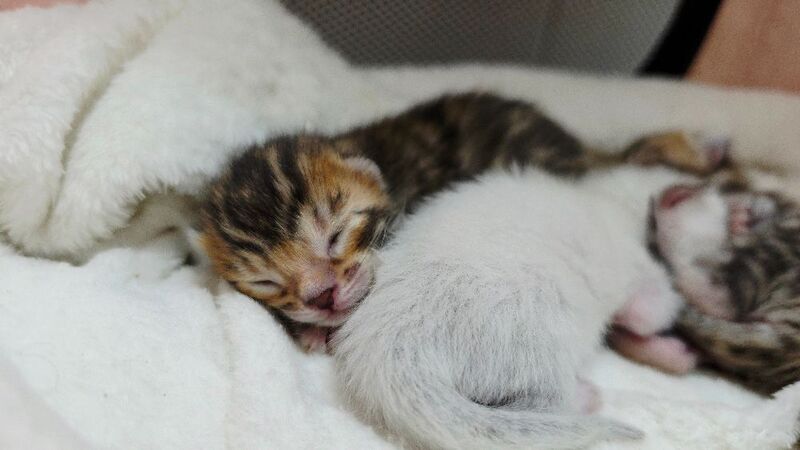 Champ lines bengal kittens - Image 9 of 11