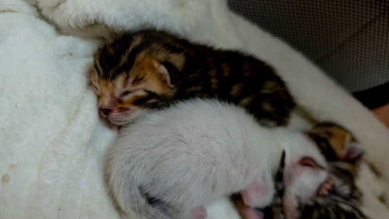 Champ lines bengal kittens - Image 10 of 11