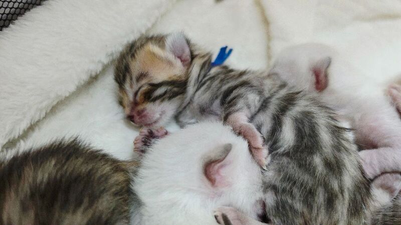 Champ lines bengal kittens - Image 11 of 11