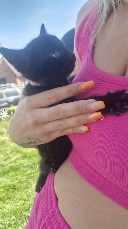 Charcoal Bengal kittens for sale in Walsall, West Midlands