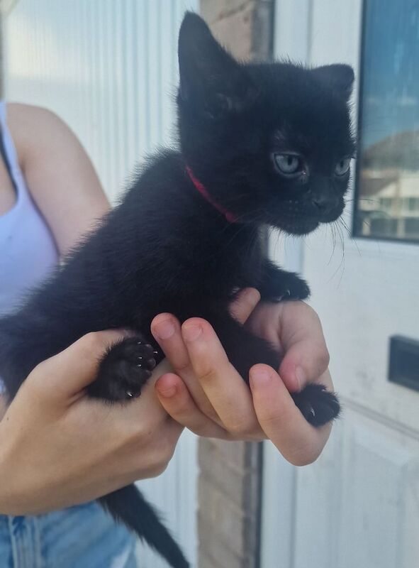 Charcoal Bengal kittens for sale in Walsall, West Midlands | Image 2