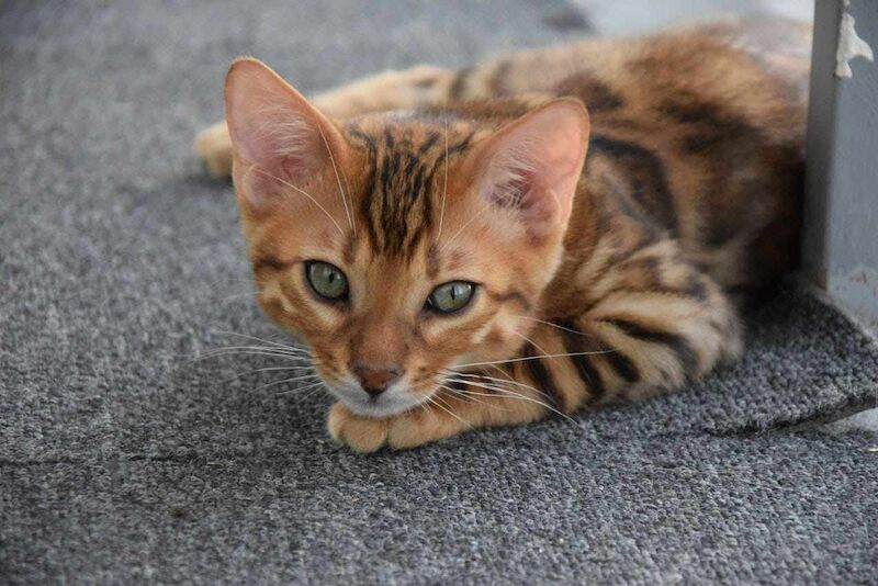 Bengal kittens wanted in Hyde, Greater Manchester – 9 months old - Image 2 of 2