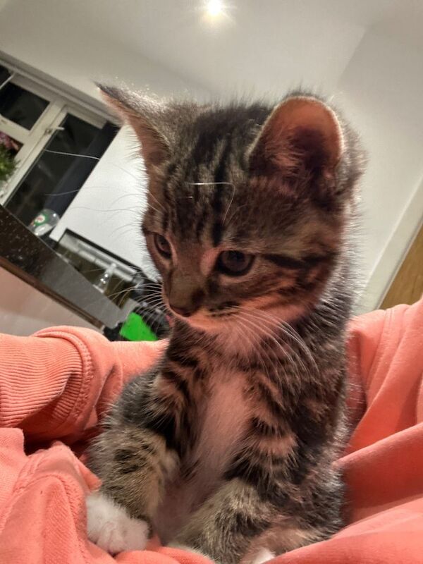 Cross Bengal kitten - Image 2 of 4