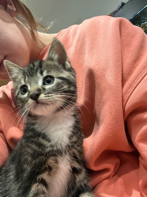 Cross Bengal kitten - Image 4 of 4