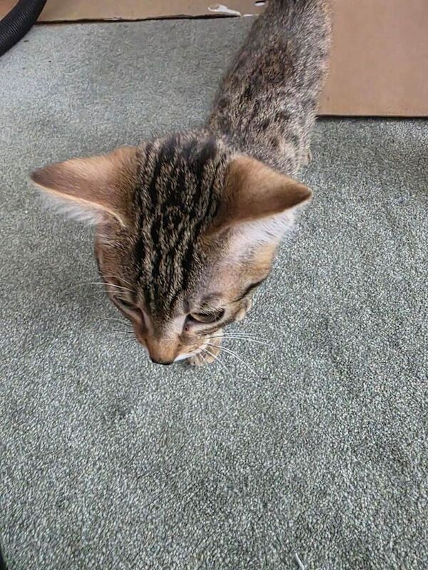 Bengal Kittens For Sale