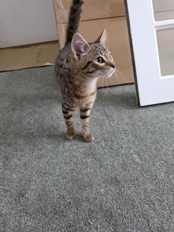 Cross Bengal Kitten - Image 2 of 3
