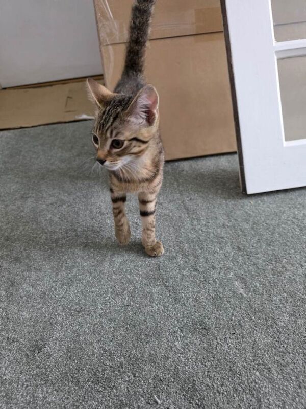 Cross Bengal Kitten - Image 3 of 3