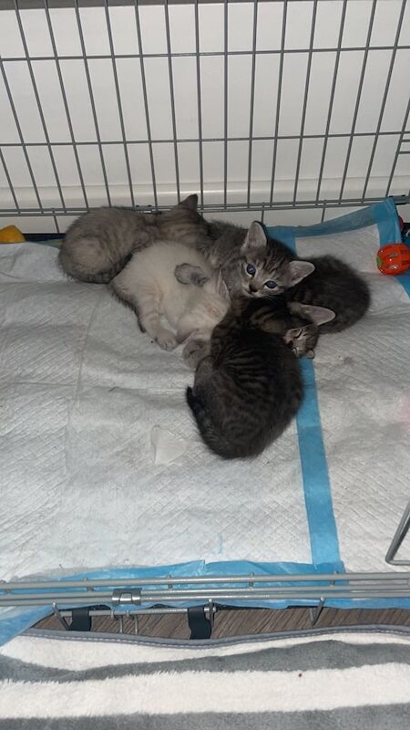 Bengal kittens for sale in Bournemouth, Dorset – 8 weeks old