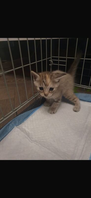 Bengal kittens for sale in Bournemouth, Dorset – 8 weeks old - Image 2 of 3