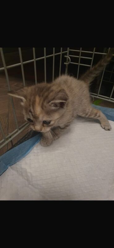 Bengal kittens for sale in Bournemouth, Dorset – 8 weeks old - Image 3 of 3