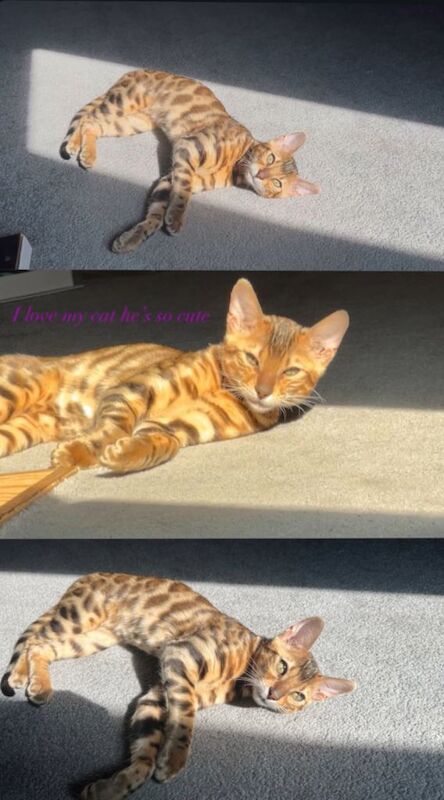 Bengal Kittens For Sale