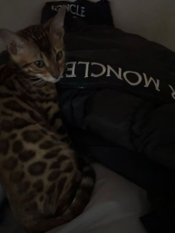 Cuddly Beautiful Bengal boy kitten :) - Image 2 of 4