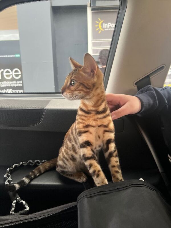 Cuddly Beautiful Bengal boy kitten :) - Image 3 of 4