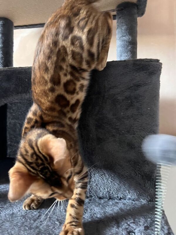 Cuddly Beautiful Bengal boy kitten :) - Image 4 of 4