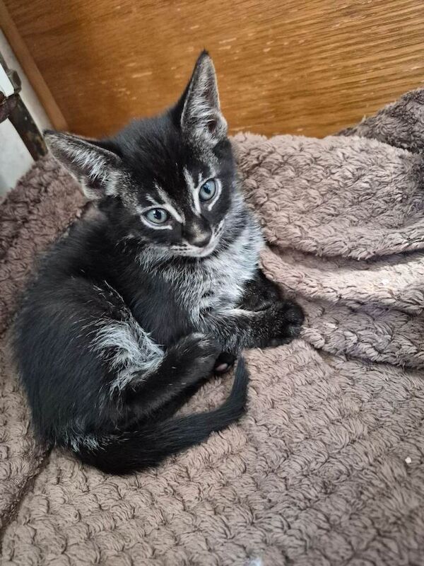Cute 1/4 bengal kittens - Image 2 of 5