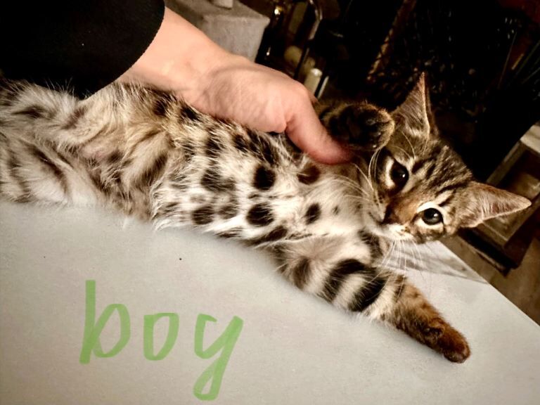 Cute Bengal cross mix kittens