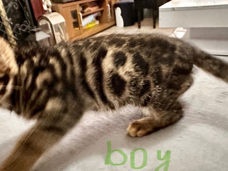 Cute Bengal cross mix kittens - Image 2 of 6