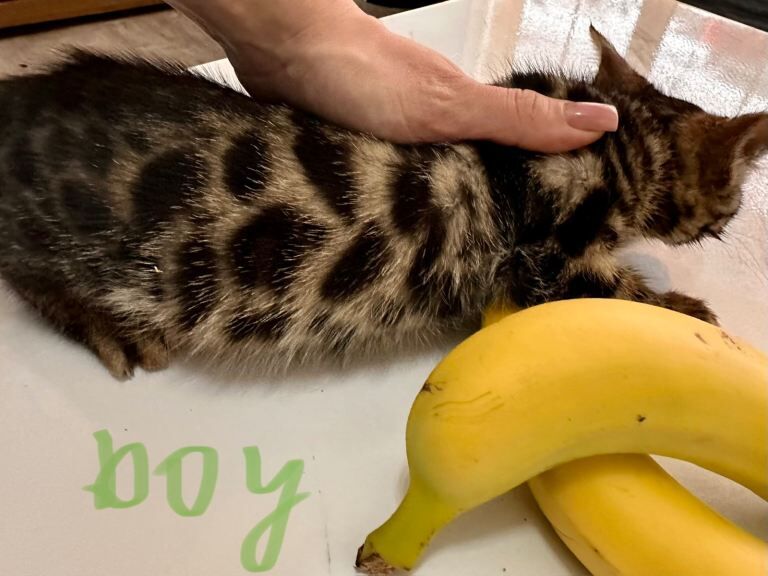 Cute Bengal cross mix kittens - Image 3 of 6