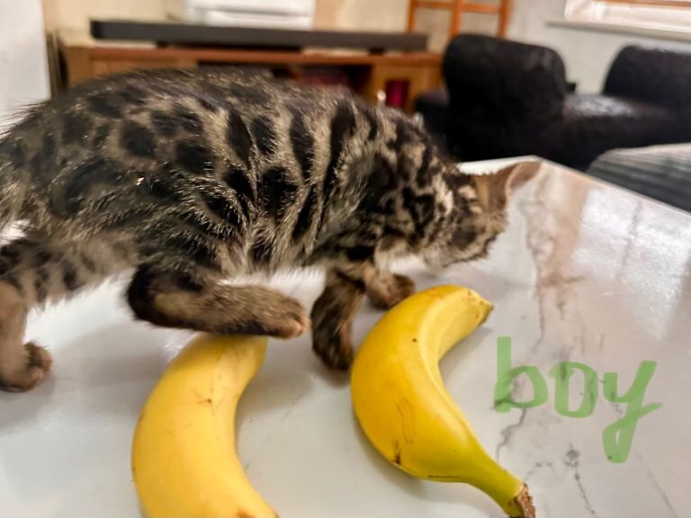 Cute Bengal cross mix kittens - Image 4 of 6