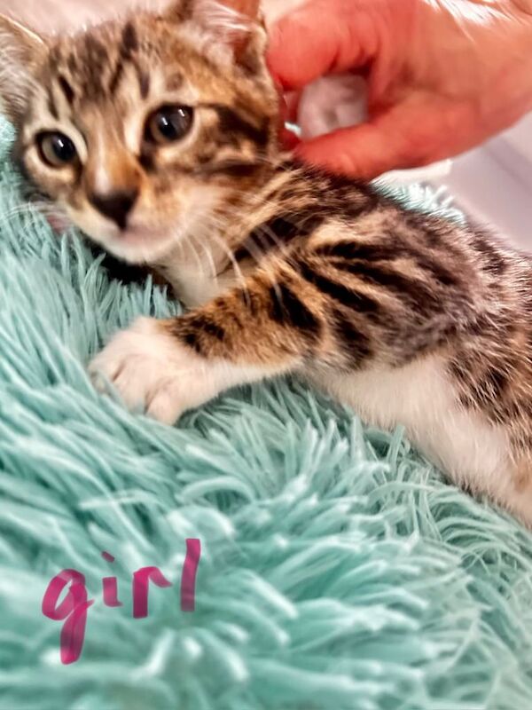 Cute Bengal cross mix kittens - Image 5 of 6