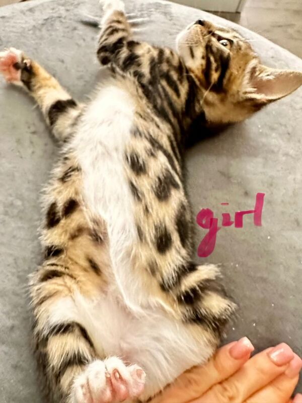 Cute Bengal cross mix kittens - Image 6 of 6