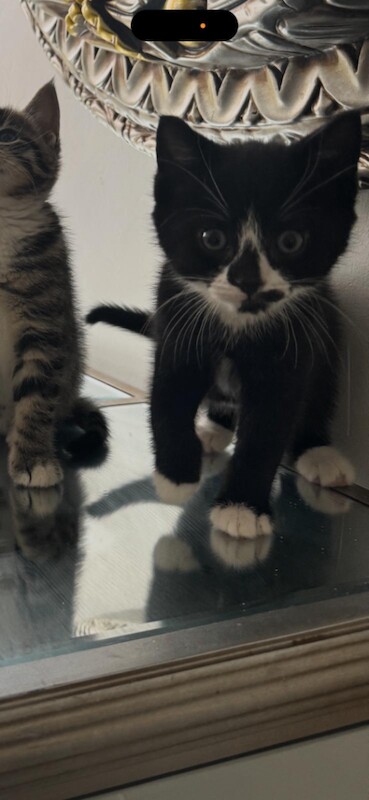 Bengal kittens for sale in Forest Hill, Greater London – 9 weeks old