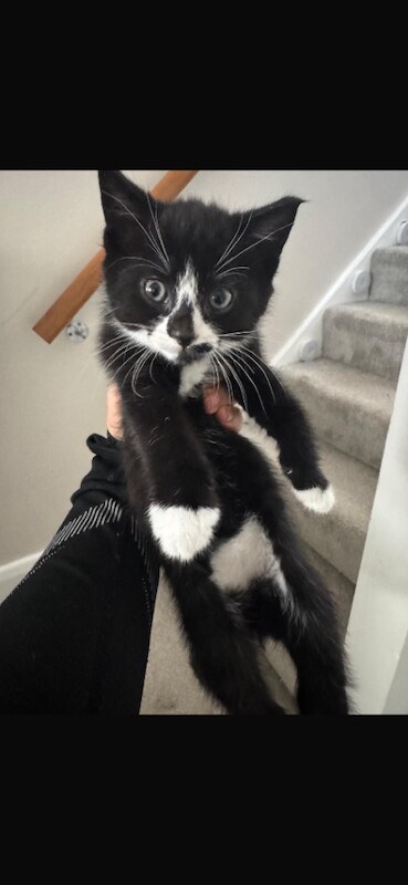 Bengal kittens for sale in Forest Hill, Greater London – 9 weeks old - Image 2 of 4