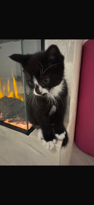 Bengal kittens for sale in Forest Hill, Greater London – 9 weeks old - Image 3 of 4