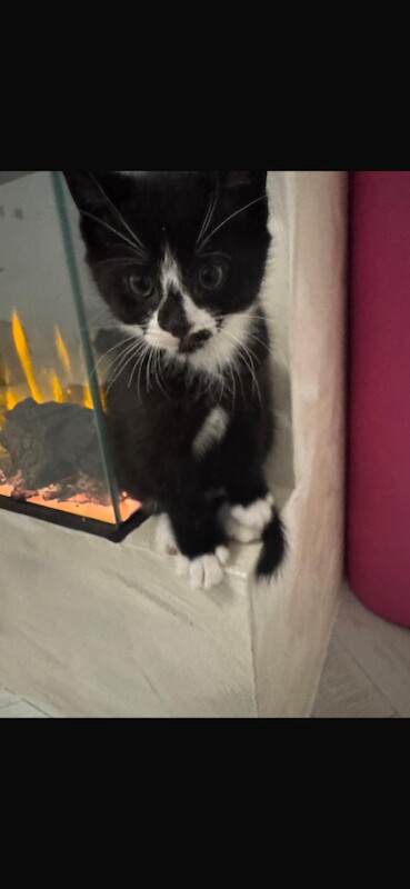 Bengal kittens for sale in Forest Hill, Greater London – 9 weeks old - Image 4 of 4