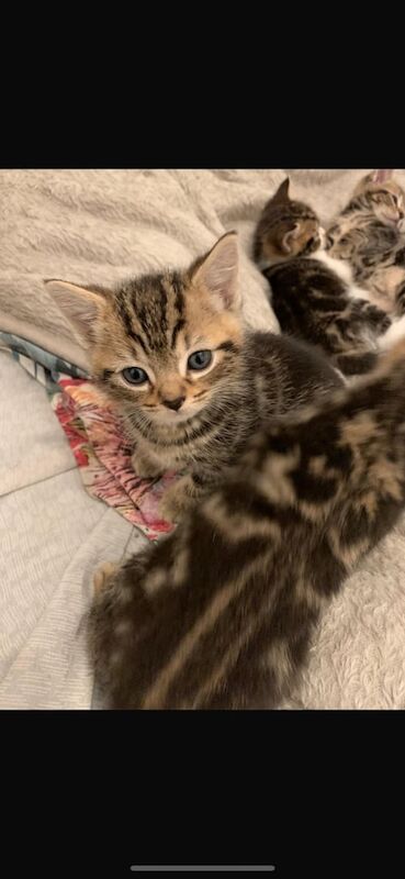 Cute kitten for sale in Stratford - Image 2 of 3