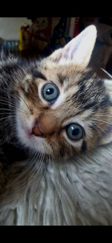 Bengal kittens for sale in Oldham, Greater Manchester – 9 weeks old