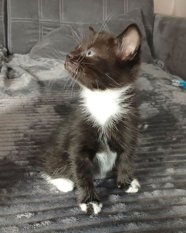 Cute Kittens looking for new homes