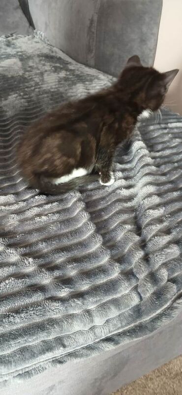 Cute Kittens looking for new homes - Image 2 of 4