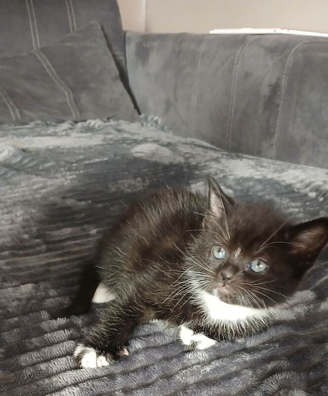 Cute Kittens looking for new homes - Image 3 of 4