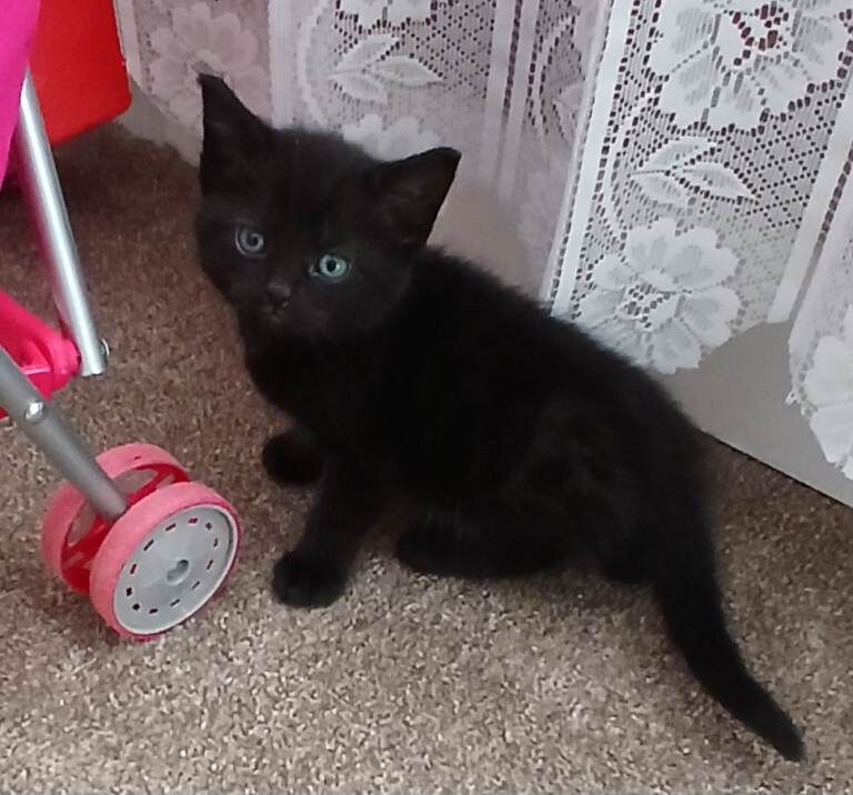 Cute Kittens looking for new homes - Image 4 of 4