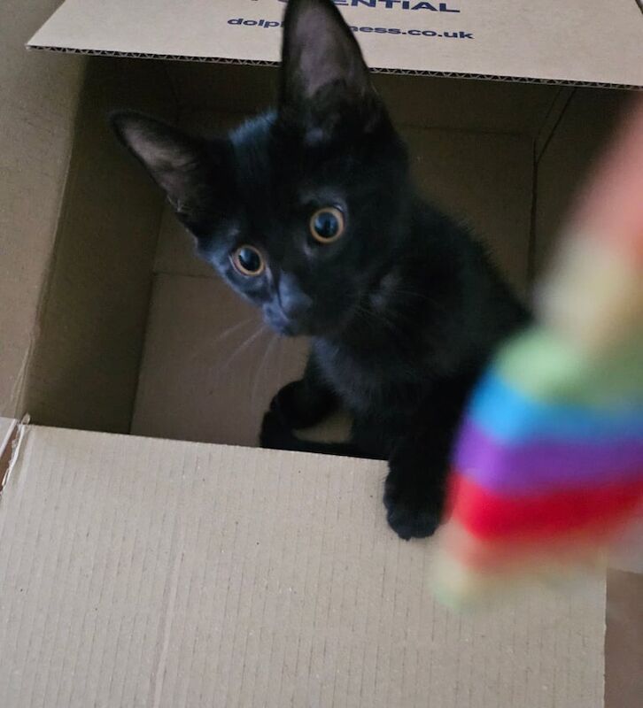 Bengal kittens for sale in Oxford, Oxfordshire – 11 weeks old